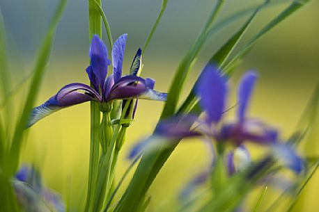 Iris graminea in bloom