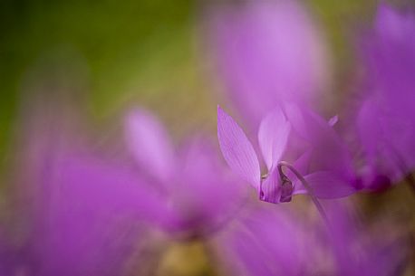 Detail of cyclamen