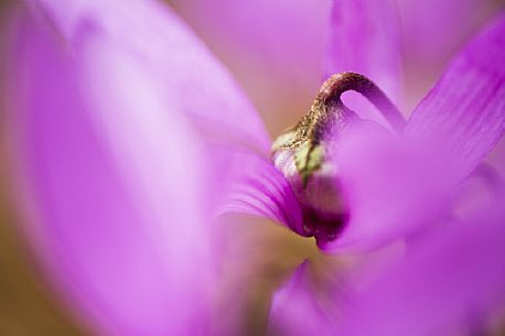 Detail of cyclamen