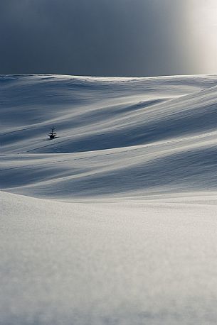 A solitary tree among snow covered slopes near Casera Razzo, Dolomites, Cadore, Italy A solitary tree among snow covered slopes near Casera Razzo, Dolomites, Cadore, Italy