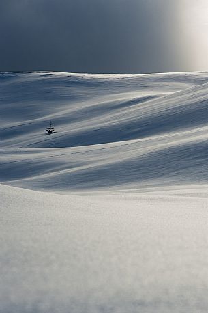 A solitary tree among snow covered slopes near Casera Razzo, Dolomites, Cadore, Italy