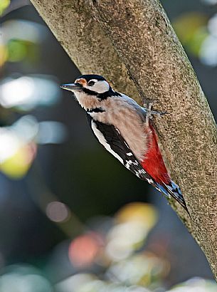Great spotted woodpecker  (Dendrocopos major) in a trunk