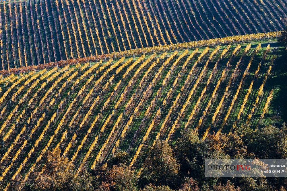 Vineyards of Langhirano, Parma, Italy