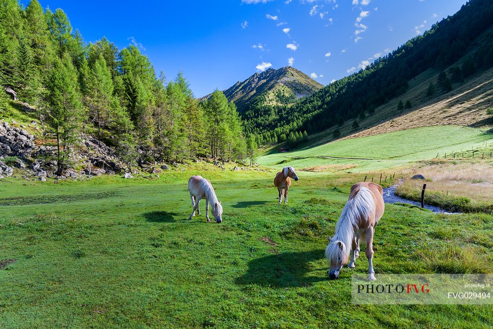 Altafossa valley, South Tyrol, Italy