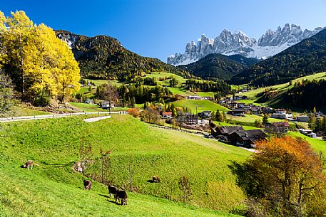 Santa Maddalena village and Odle mountain group, Funes valley, Italy Santa Maddalena village and Odle mountain group, Funes valley, Italy