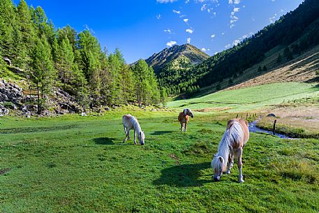 Altafossa valley, South Tyrol, Italy