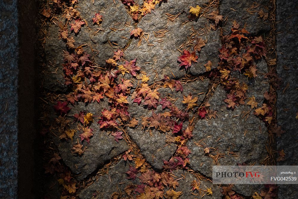 Colorful autumn Japanese maple leaves on the ground in scenic light, Japan