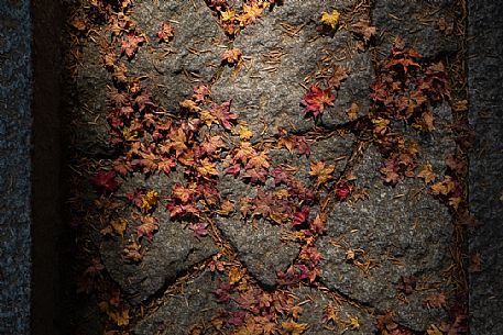 Colorful autumn Japanese maple leaves on the ground in scenic light, Japan