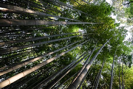 Arashiyama bamboo grove, Kyoto, Japan