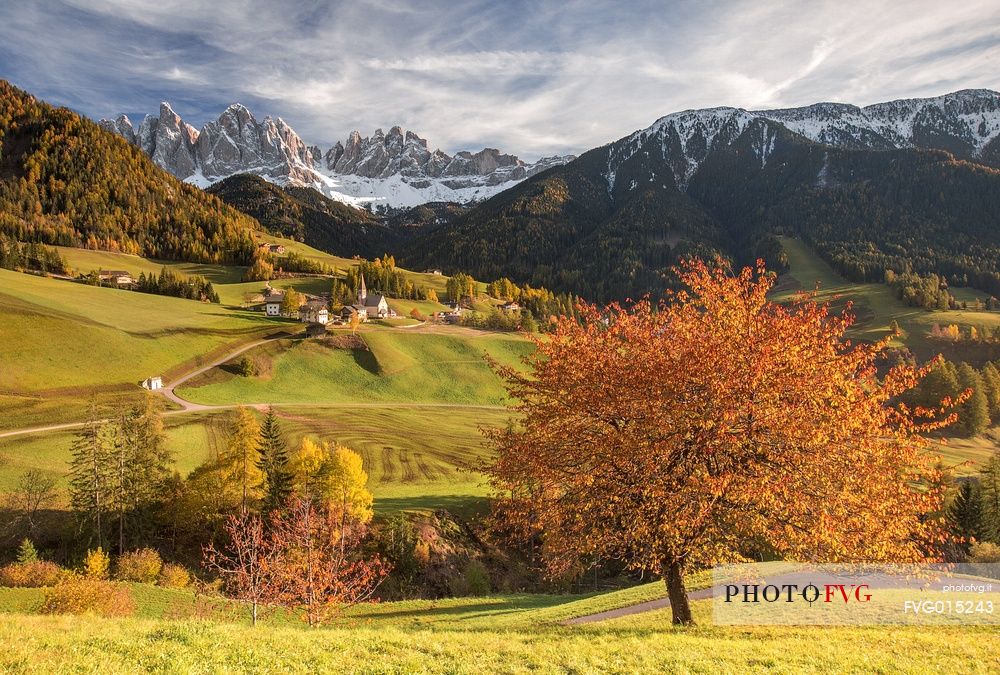 The beautiful view of the Funes valley with the red cherry, the Santa Maddalena church and the Odle on background 