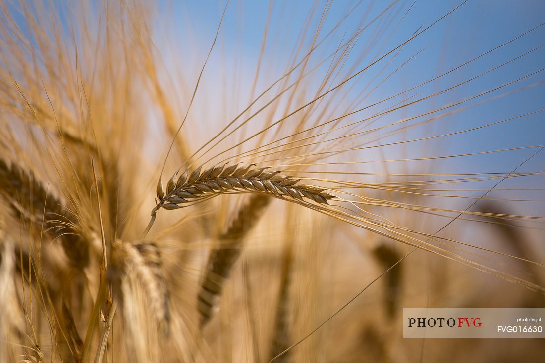 Field of wheat at sun in Porpetto campaign