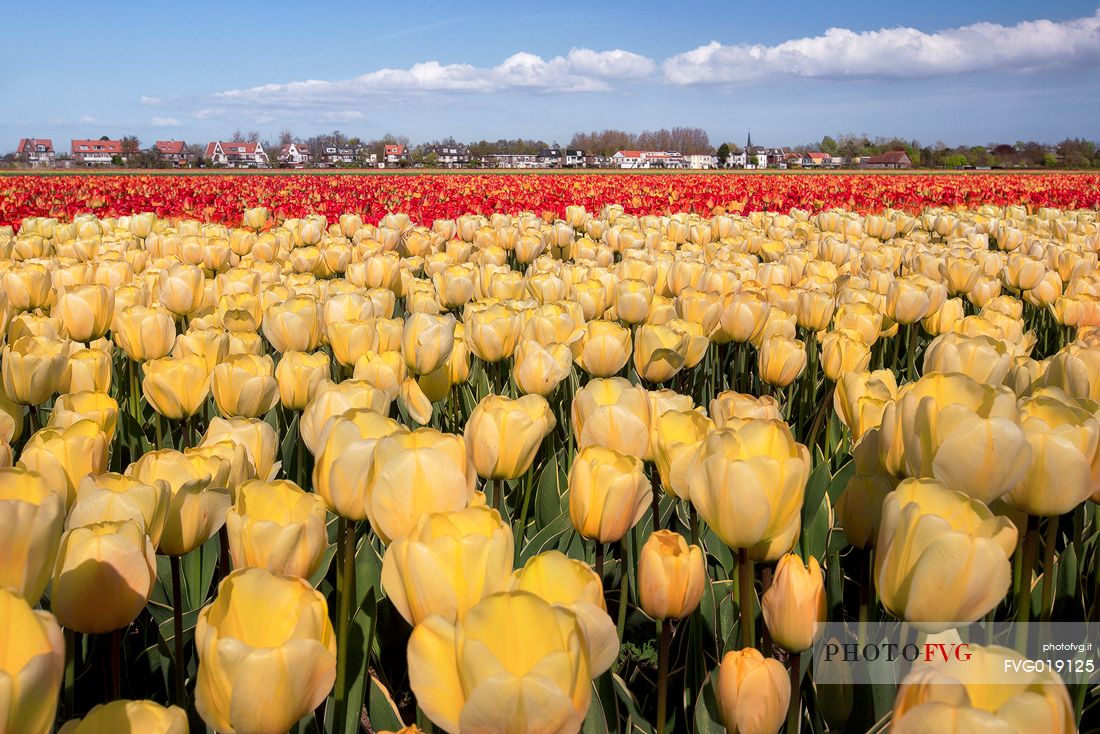 Expanses of fields of tulips in Lisse , in Zuid Holland , about 35 km south - west of Amsterdam