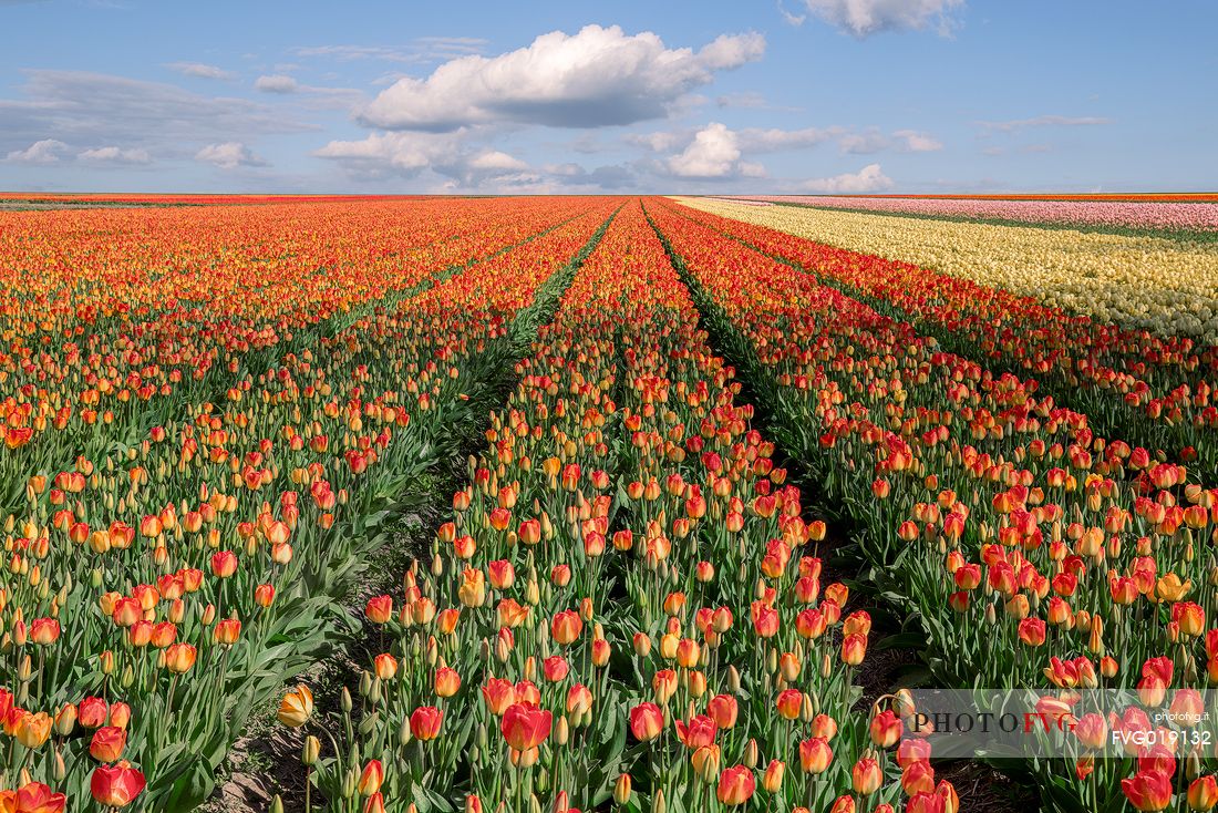 Expanses of fields of tulips in Lisse , in Zuid Holland , about 35 km south - west of Amsterdam