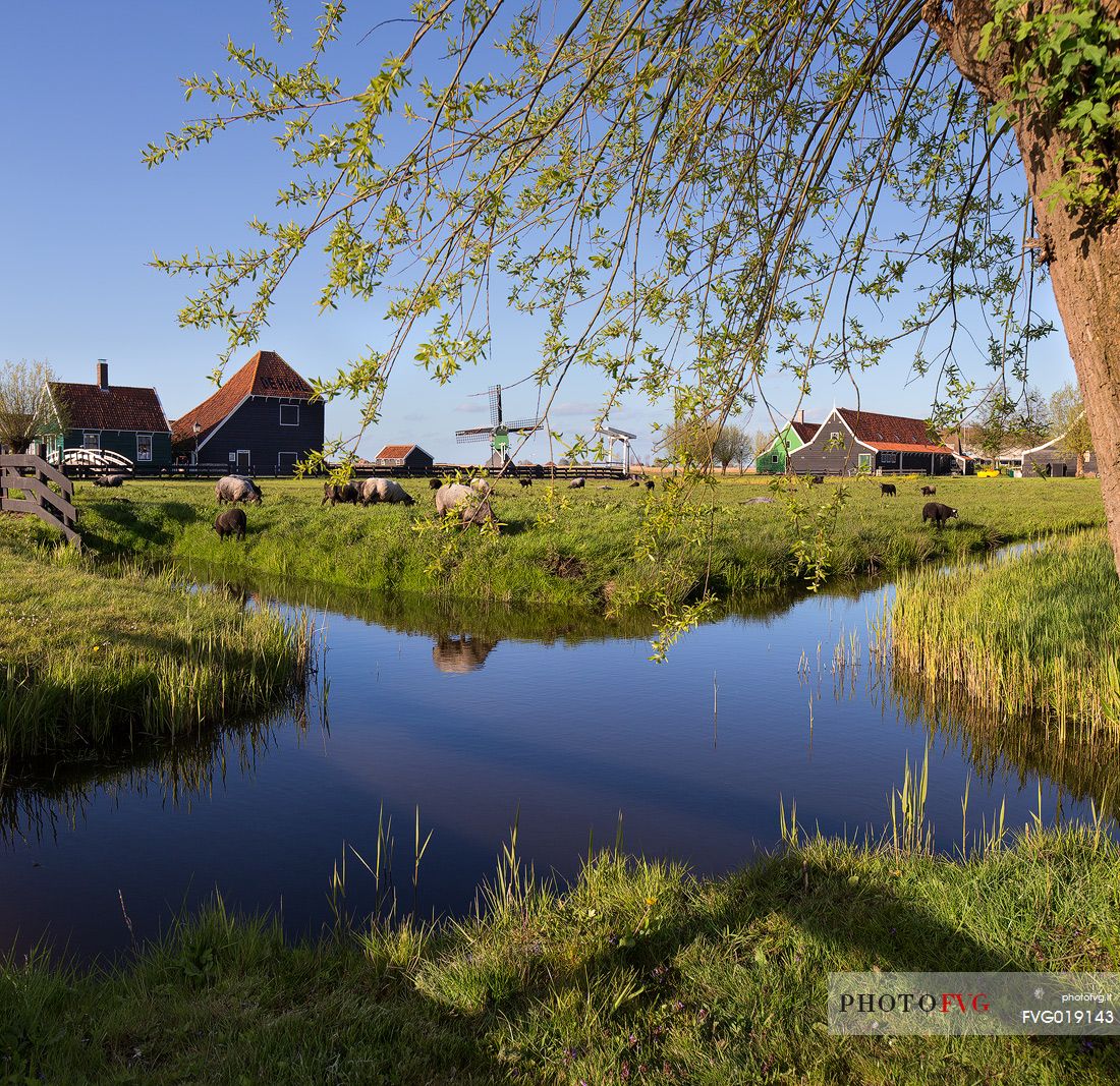 Zaanse Schans , the small community of 40 homes located north - east of Amsterdam , on the quay of the river Zaan; it's one of the highlights of the Netherlands