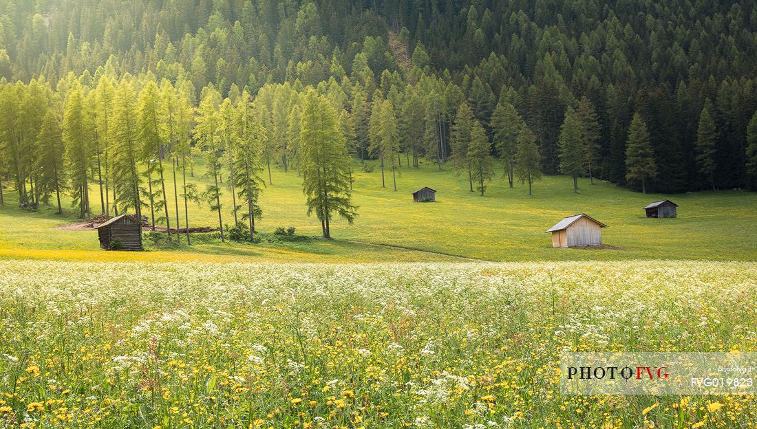 Flowering meadows in Fiscalina valley, dolomites, Italy