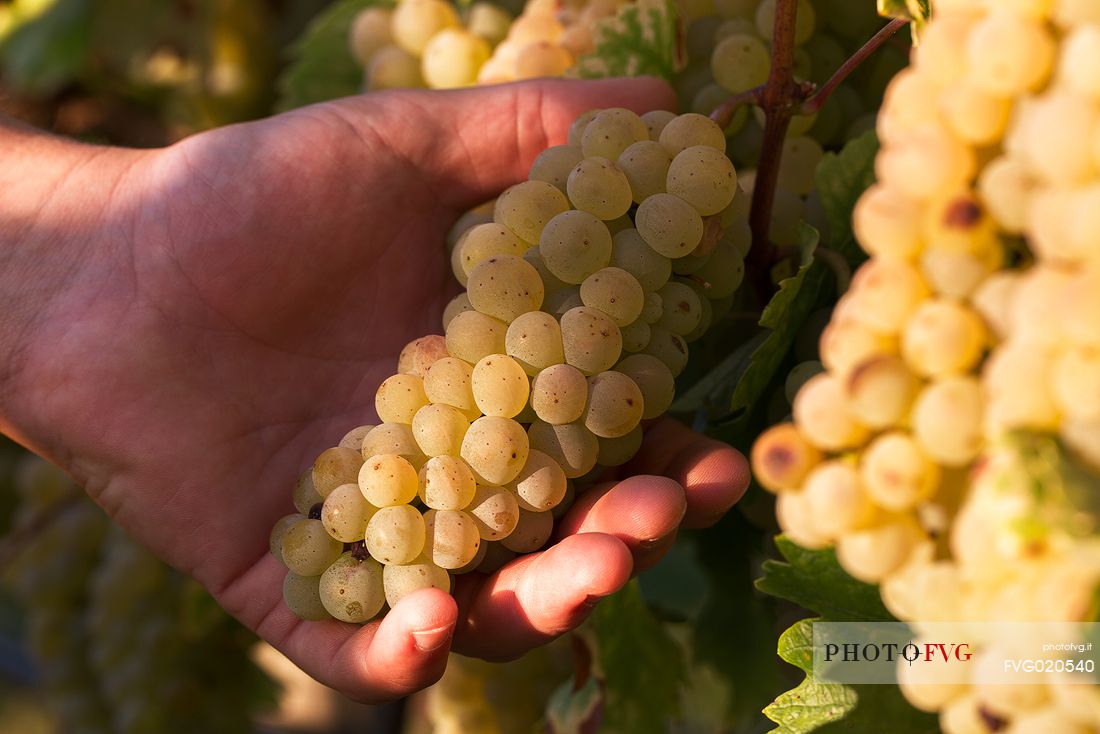 Farmer's hand raises a bunch of grapes during the harvest