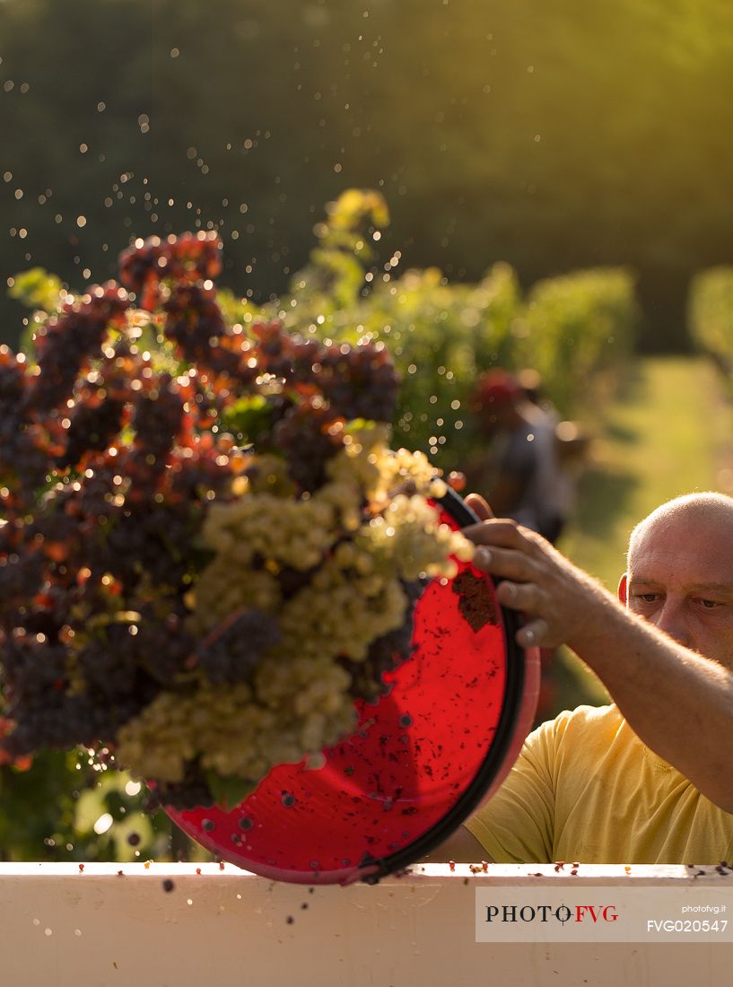 Harvest in the vineyards of Farra d'Isonzo - Gorizia