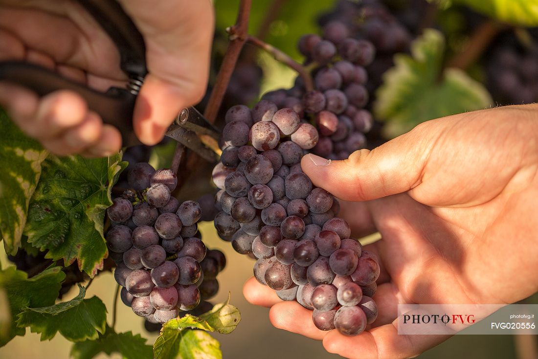Farmer's hands cut a bunch of grapes during the harvest