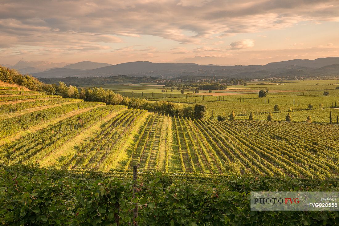 The vineyards and the hills of Farra d'Isonzo in Gorizia 