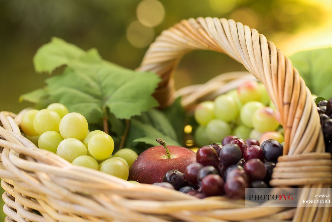 Basket of grapes - Farra D ' Isonzo, Gorizia  