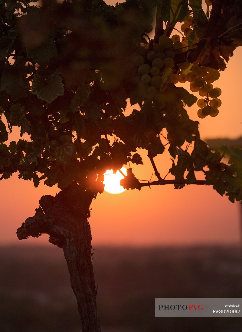 Vineyard of Collio at sunset - Gorizia