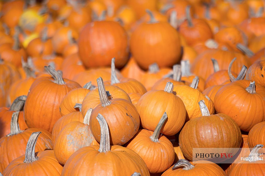 Pumpkins, Vermont, United States