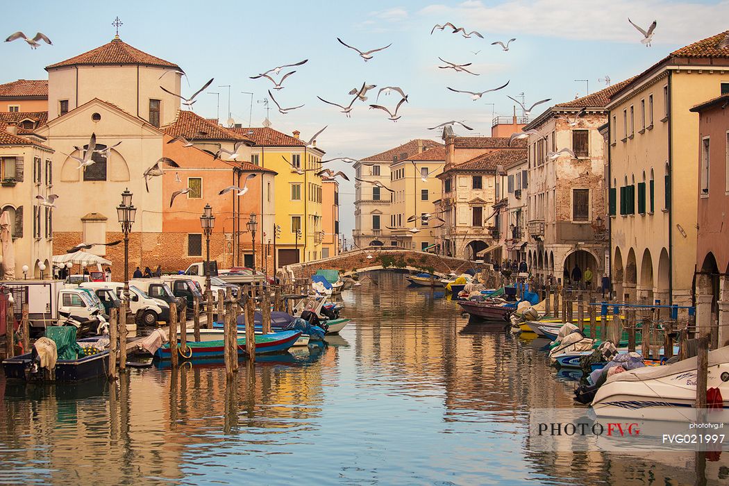 Gulls on the Canal Vena at the fish market, Chioggia, Italy