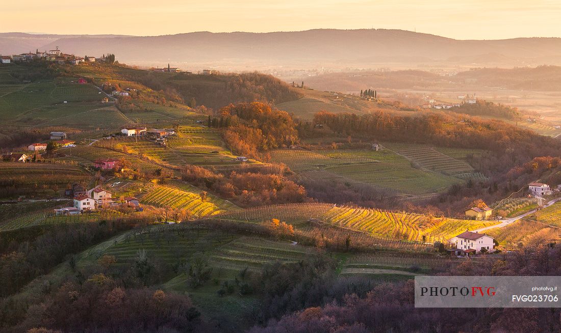 Autumn vineyards near Kojsko village, located in the central part of the Slovene Collio, Goriska Brda Wine Road, Slovenia