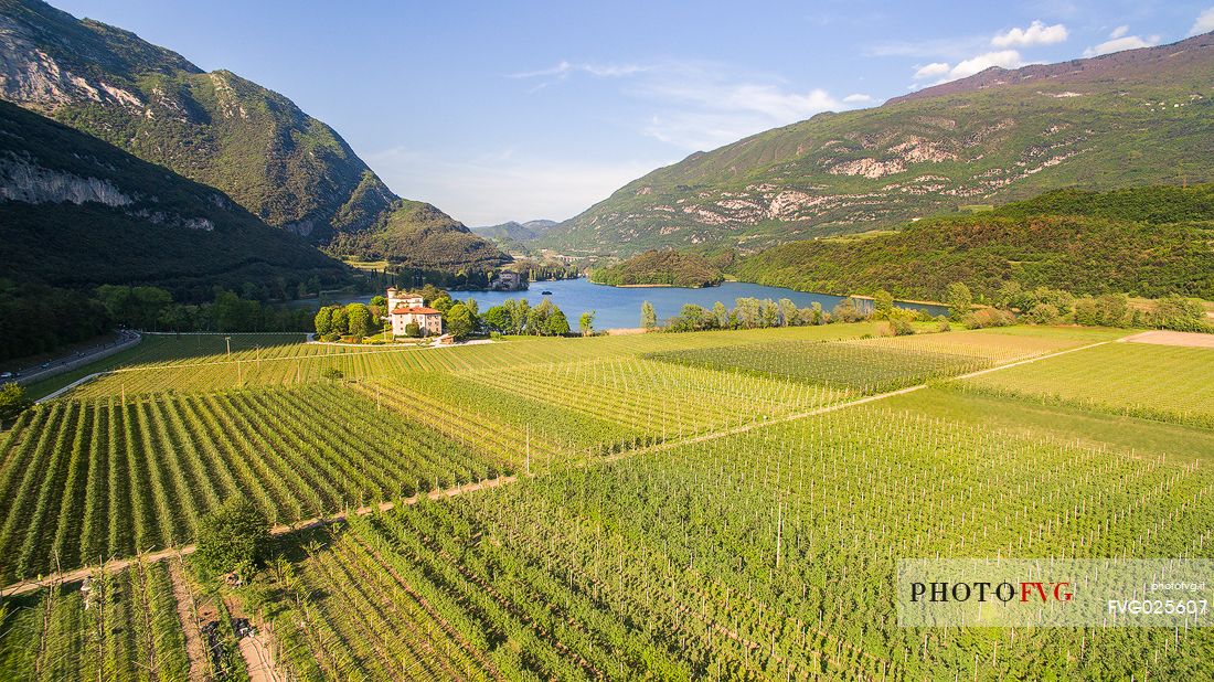 Lake Toblino and the stretches of vineyards that surround it from above, Valley of the Lakes, Valle dei laghi, Trentino, Italy