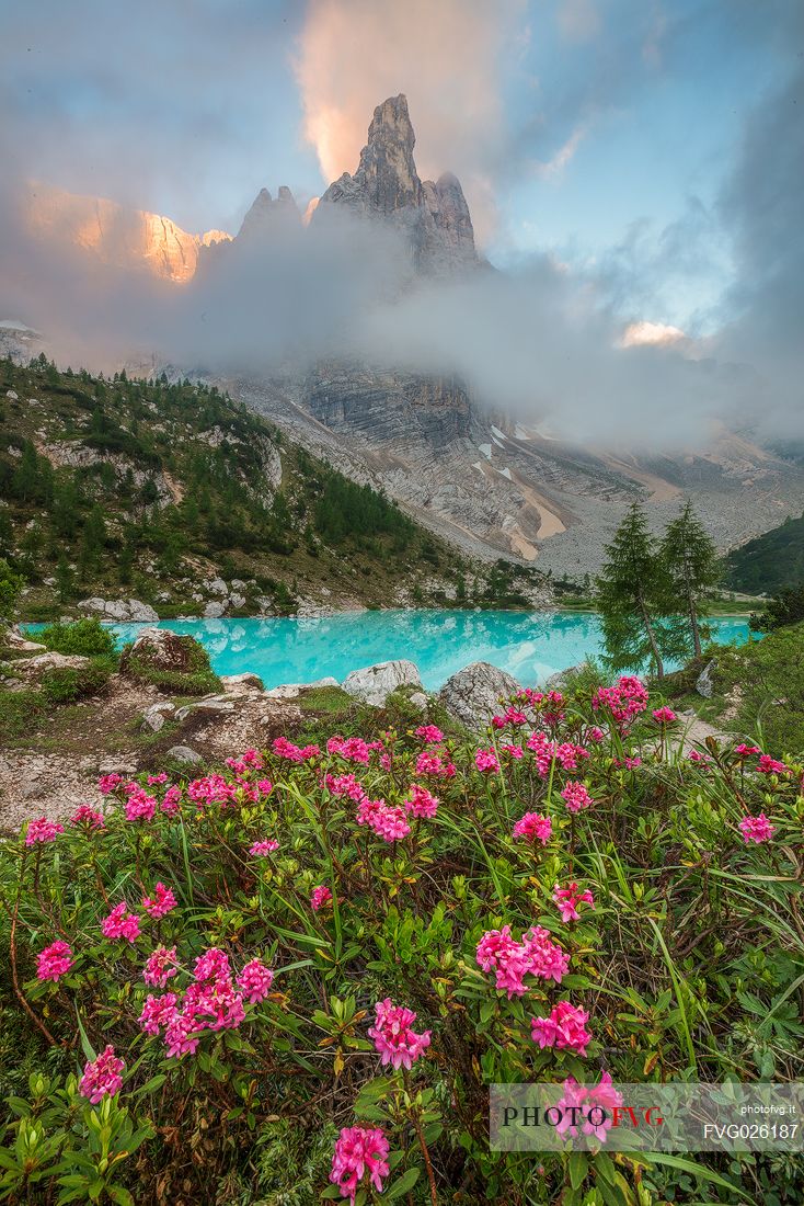 Flowering of rhododendrons along the banks of the lake Sorapiss with the Dito di Dio on background, Cortina D'Ampezzo, Dolomites, Italy