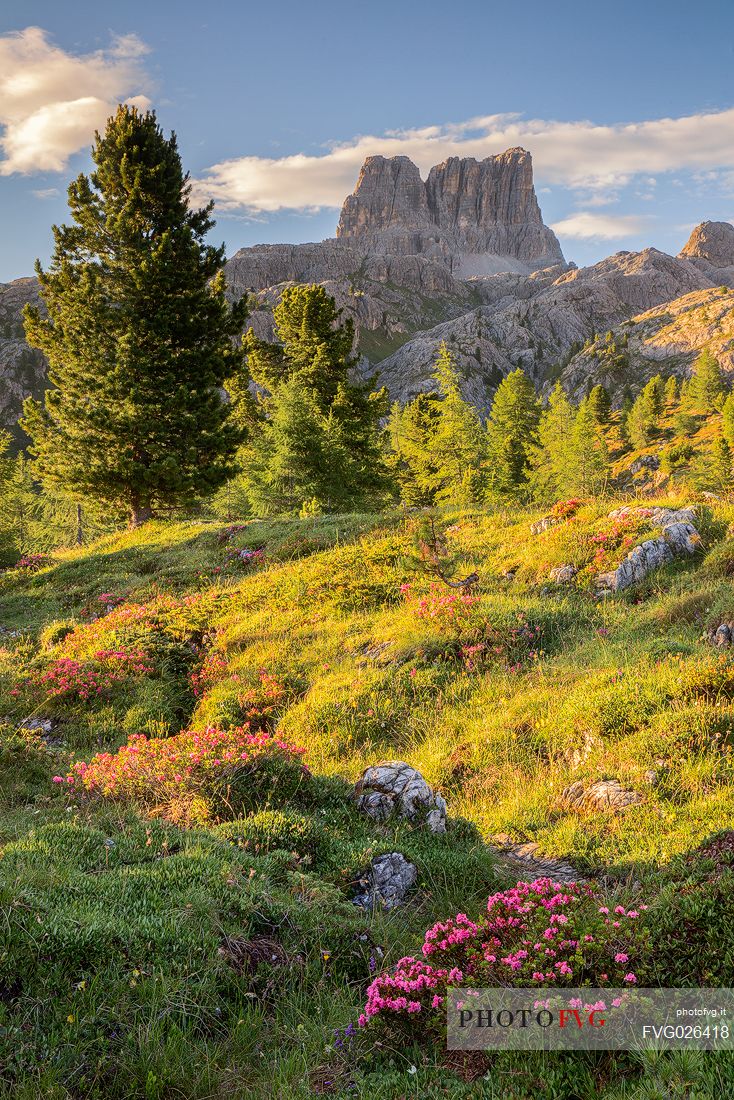 Flowering of rhododendrons on the meadows of Passo Falzarego, on background the Averau, Dolomites, Cortina D'Ampezzo, Italy