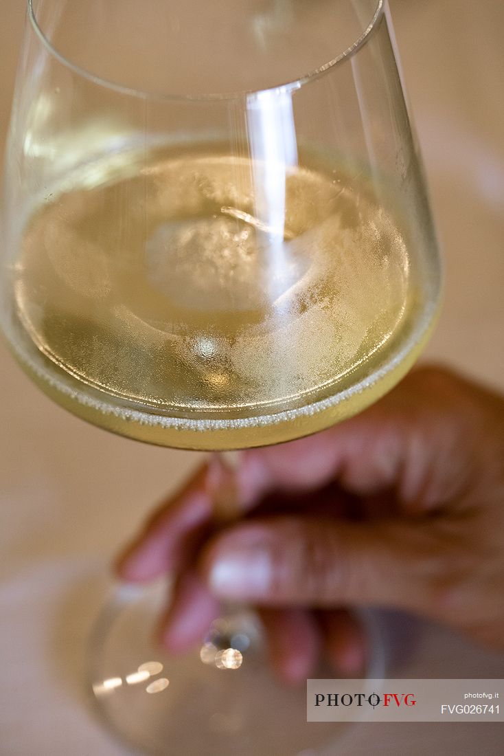 Glass of Ribolla gialla spumantizzata of the wine-growing company of Eugenio Collavini in Corno di Rosazzo, Friuli Venezia Giulia, Italy