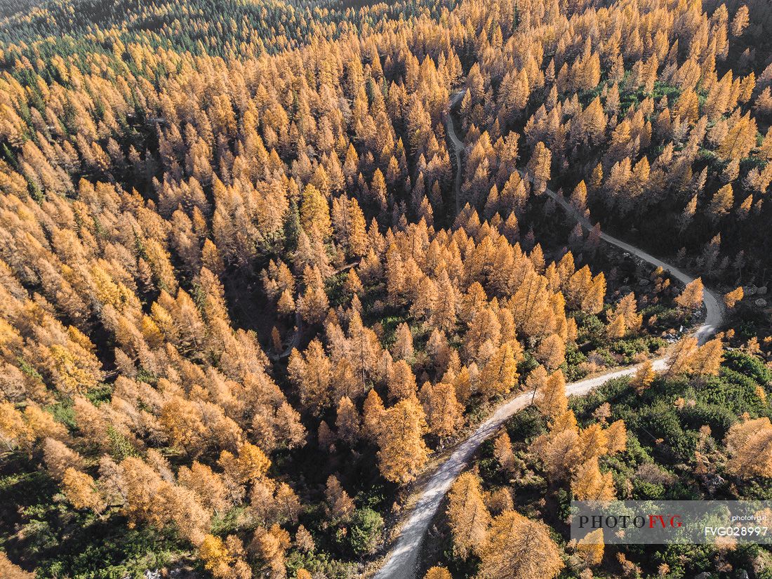 Aerial view of larches forest of the Field of Croda Rossa during an autumn morning, Sesto, Pusteria Valley, Trentino Alto Adige, Italy 