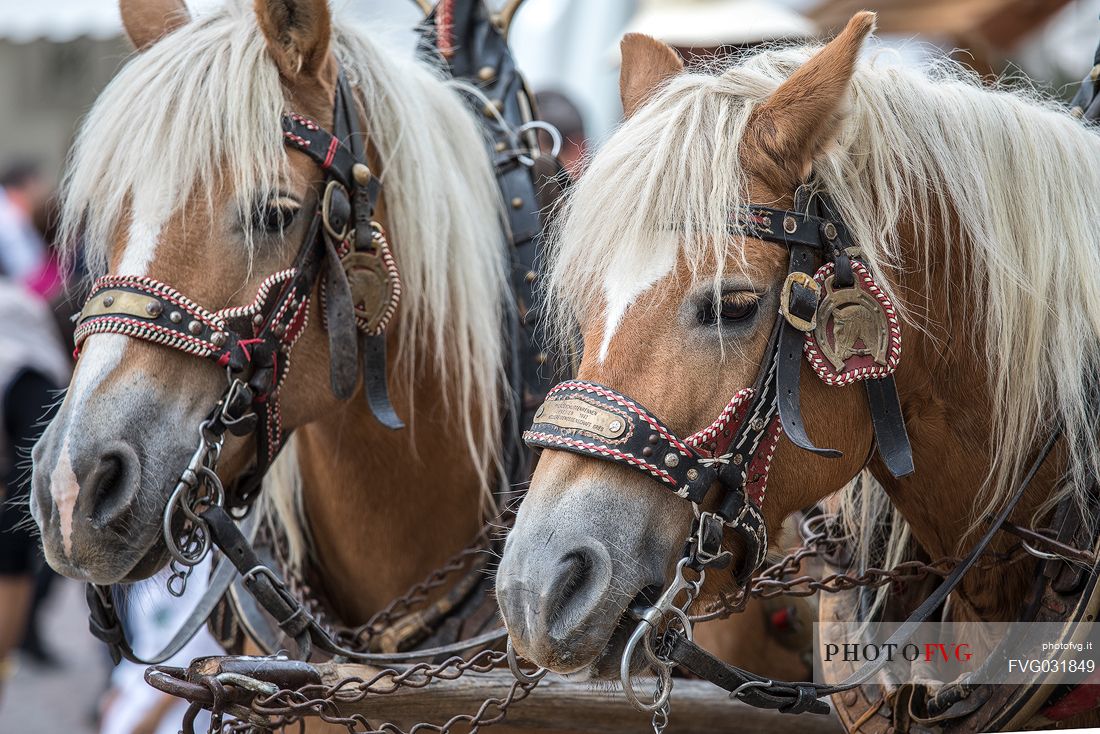 Horses during the traditional festival of bread and strudel in Bressanone, Isarco valley, Trentino Alto Adige, Italy, Europe