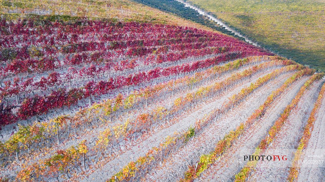 Autumn colors of the vineyards of the Langhe region, Unesco World Heritage, Piedmont, Italy, Europe