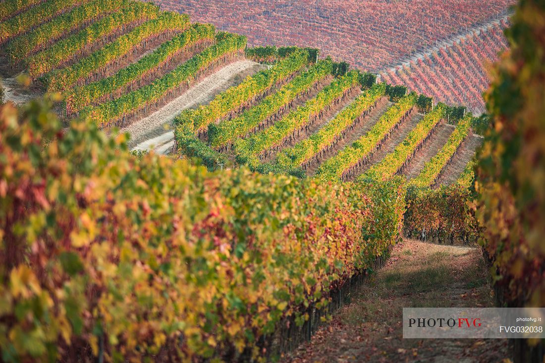 Autumnal colors of the vineyards of the Langhe region, Unesco World Heritage, Piedmont, Italy, Europe