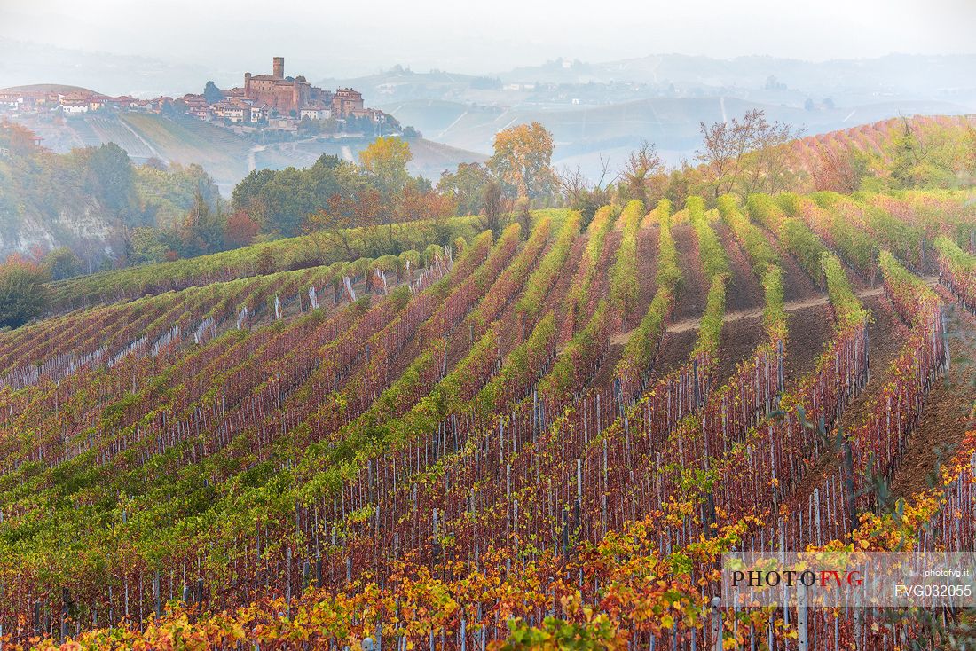 Vineyards of the Langhe in a foggy day, in the background the village of Castiglione Falletto, Unesco World Heritage, Piedmont, Italy, Europe