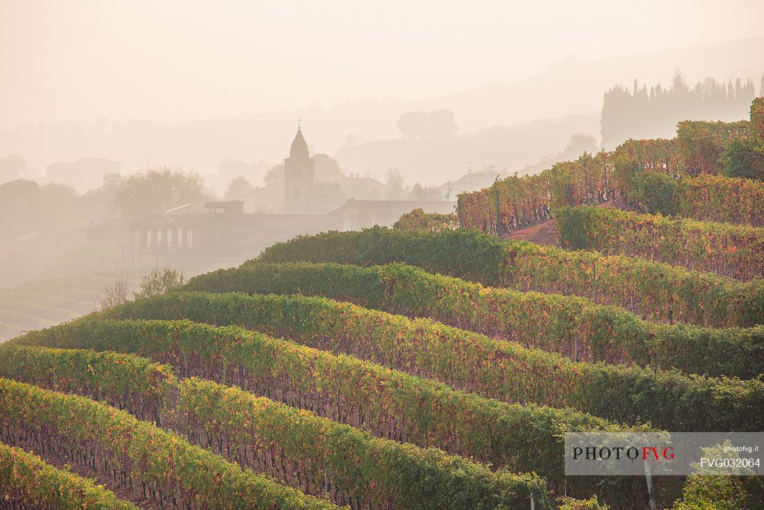 The vineyards and the typical autumn mist of the Langhe region near La Morra village, Unesco World Heritage, Piedmont, Italy, Europe