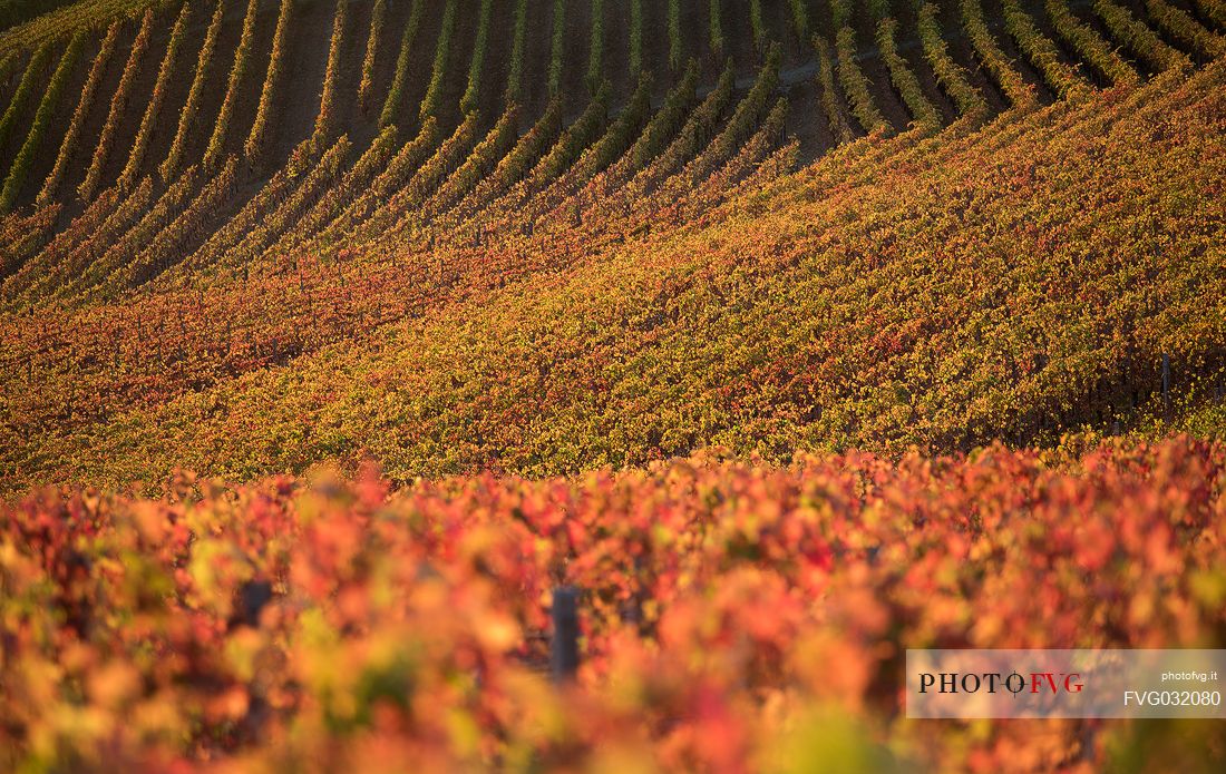 Vineyards of the Langhe in autumn near Grinzane Cavour, Unesco World Heritage, Piedmont, Italy, Europe