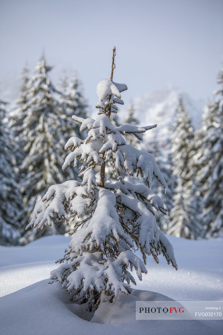 A snow covered pine along the path leading to the Nemes, Sesto, Pusteria valley, Trentino Alto Adige, Italy, Europe