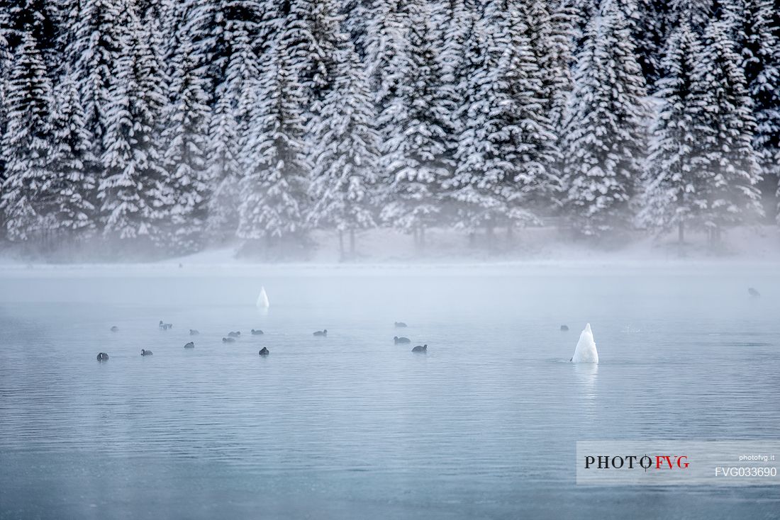 Swans and ducks populate Lake Dobbiaco on a winter morning, Pusteria valley, dolomites, Trentino Alto Adige, Italy, Europe