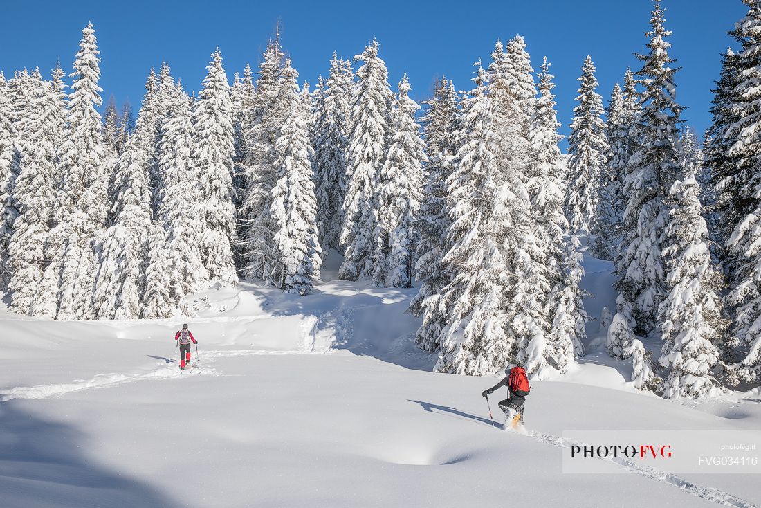 Two hikers walking with snowshoes in fresh snow near the Nemes alp, Sesto, Pusteria valley, Trentino Alto Adige, Italy, Europe