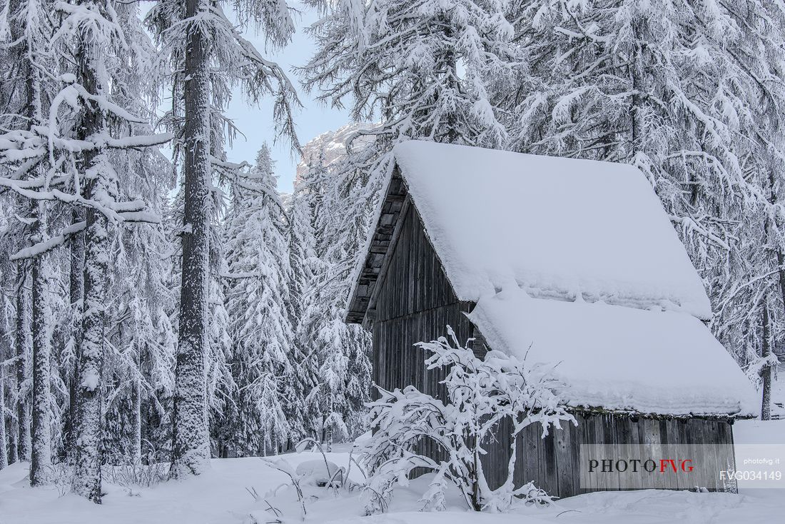 Snowy barn in Campo di Dentro valley, Sesto, dolomites, Pusteria valley, Trentino Alto Adige, Italy