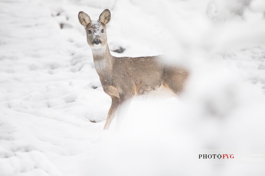 Roe deer nestled in the snowy forest, Sesto, Pusteria valley, dolomites, Trentino Alto Adige, Italy