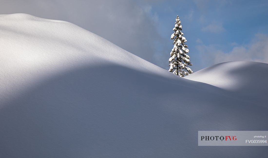 Lone pine in the snowy hills along the Val Campo di Dentro path, Sesto, Alta Pusteria, Trentino Alto Adige, Italy, Europe