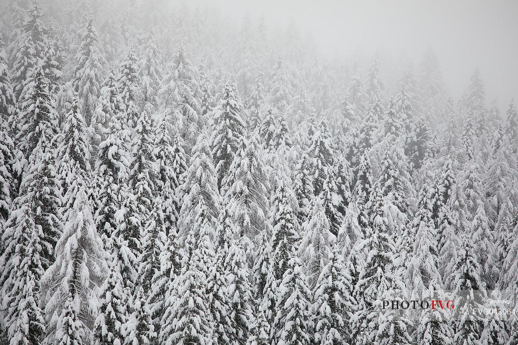 An intensive snowfall cover the pines in Fiscalina valley, Sesto, Pusteria valley, dolomites, Trentino Alto Adige, Italy, Europe