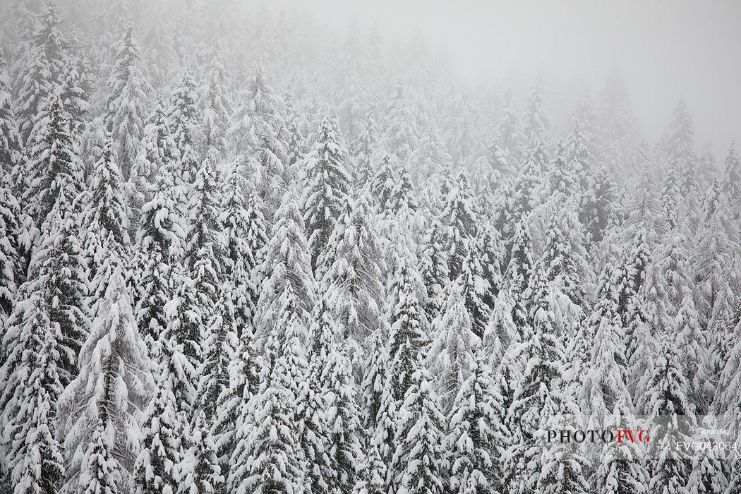 An intensive snowfall cover the pines in Fiscalina valley, Sesto, Pusteria valley, dolomites, Trentino Alto Adige, Italy, Europe An intensive snowfall cover the pines in Fiscalina valley, Sesto, Pusteria valley, dolomites, Trentino Alto Adige, Italy, Europe