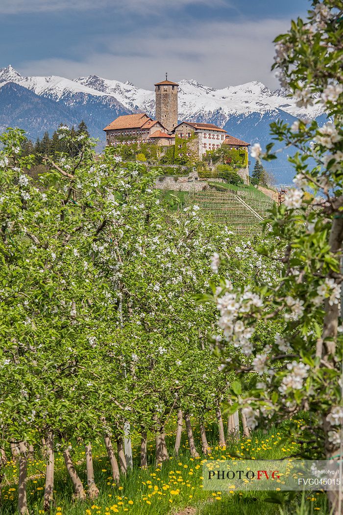 Valr Castle immerses in the blooming apple orchards in Di Non Valley, Tassullo, Trento, Trentino Alto Adige, Italy, Europe