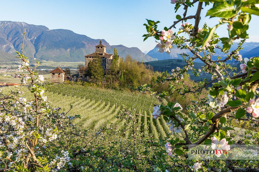 Nanno Castle immerses in the blooming apple orchards in Val di Non Valley, Trento, Trentino Alto Adige, Italy, Europe