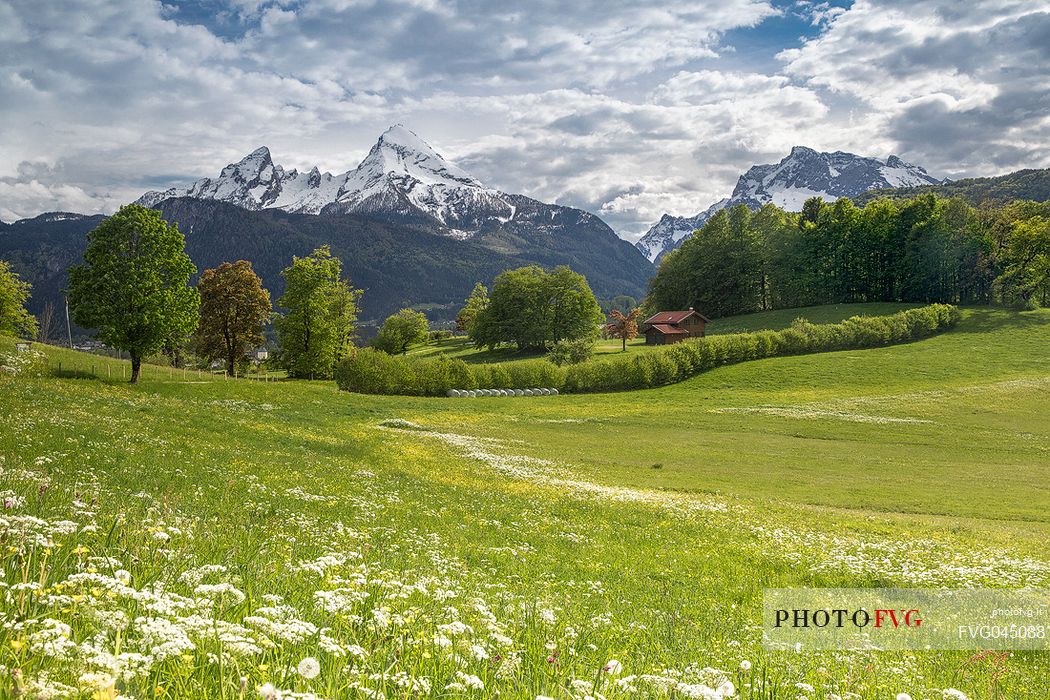Flowering meadow with view towards Watzmann mountain, Upper Bavaria, Berchtesgaden Land, Bayern, Germany, Europe